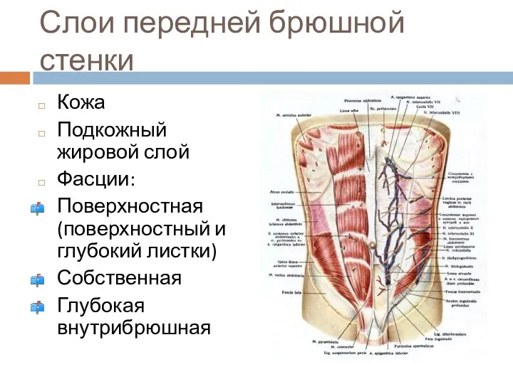 Слои передней брюшной стенки Кожа Подкожный жировой слой Фасции: Поверхностная