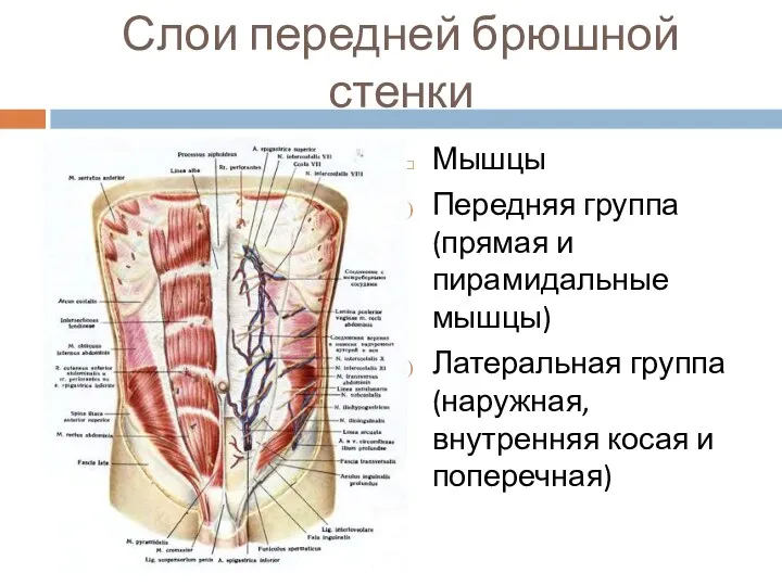 Слои передней брюшной стенки Мышцы Передняя группа (прямая и пирамидальные