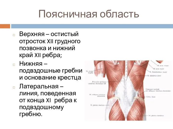 Поясничная область Верхняя – остистый отросток XII грудного позвонка и