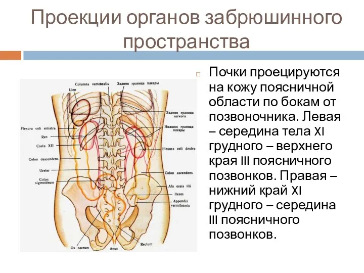 Проекции органов забрюшинного пространства Почки проецируются на кожу поясничной области