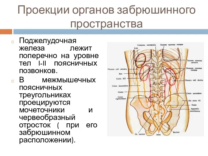 Проекции органов забрюшинного пространства Поджелудочная железа лежит поперечно на уровне