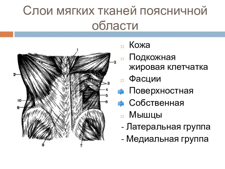 Слои мягких тканей поясничной области Кожа Подкожная жировая клетчатка Фасции