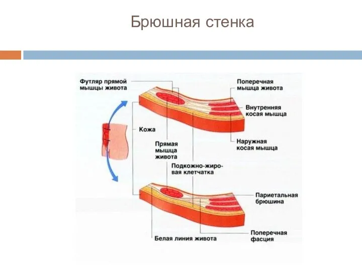 Брюшная стенка