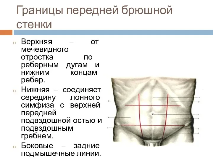 Границы передней брюшной стенки Верхняя – от мечевидного отростка по