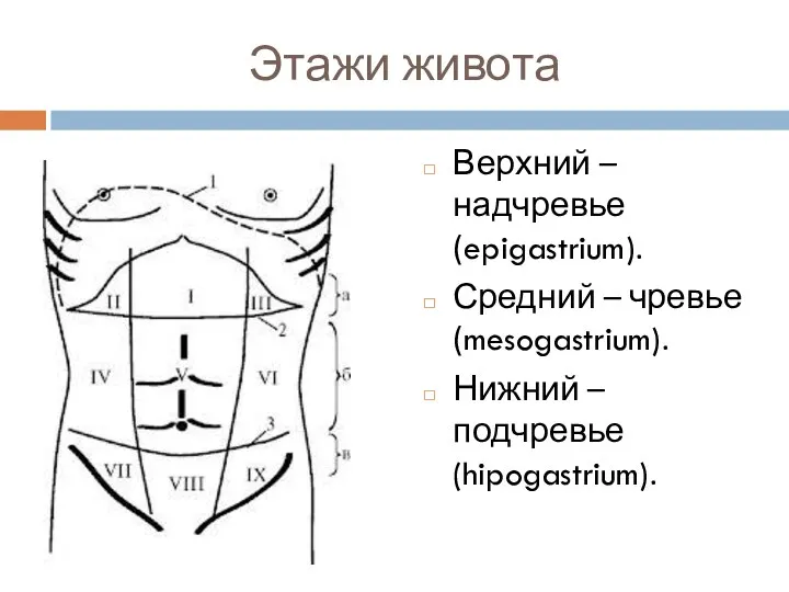 Этажи живота Верхний – надчревье (epigastrium). Средний – чревье (mesogastrium). Нижний – подчревье (hipogastrium).