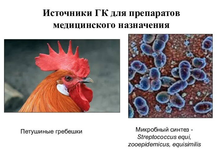 Источники ГК для препаратов медицинского назначения Петушиные гребешки Микробный синтез - Streptococcus equi, zooepidemicus, equisimilis