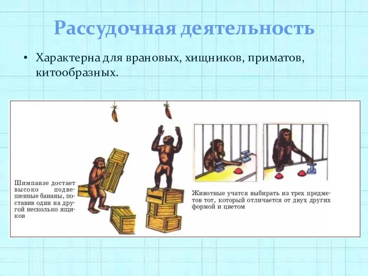 Рассудочная деятельность Характерна для врановых, хищников, приматов, китообразных.