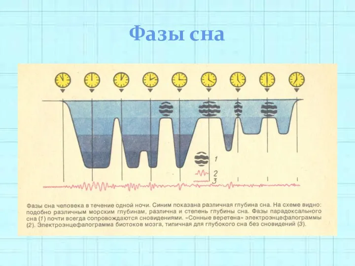 Фазы сна