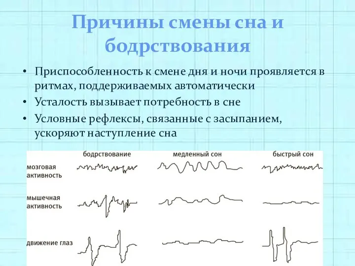 Причины смены сна и бодрствования Приспособленность к смене дня и