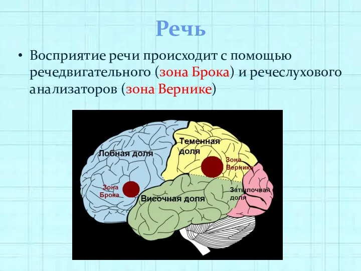 Речь Восприятие речи происходит с помощью речедвигательного (зона Брока) и речеслухового анализаторов (зона Вернике)