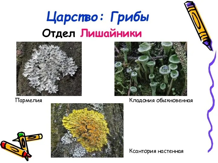 Царство: Грибы Отдел Лишайники Пармелия Кладония обыкновенная Ксантория настенная