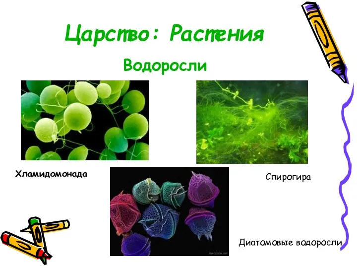 Водоросли Царство: Растения Хламидомонада Спирогира Диатомовые водоросли