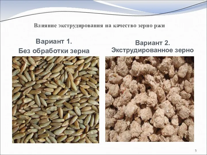 Влияние экструдирования на качество зерно ржи Вариант 1. Без обработки зерна Вариант 2. Экструдированное зерно