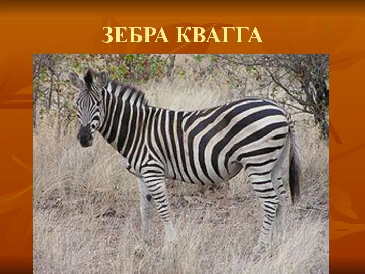 ЗЕБРА КВАГГА