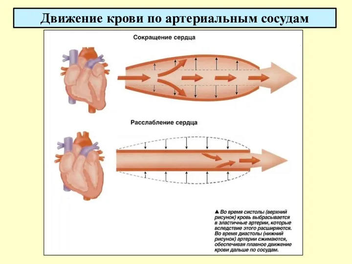 Движение крови по артериальным сосудам