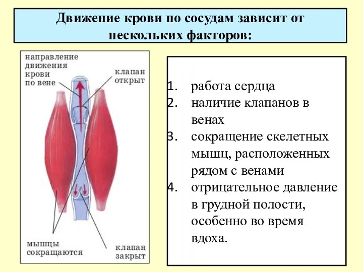 Движение крови по сосудам зависит от нескольких факторов: работа сердца