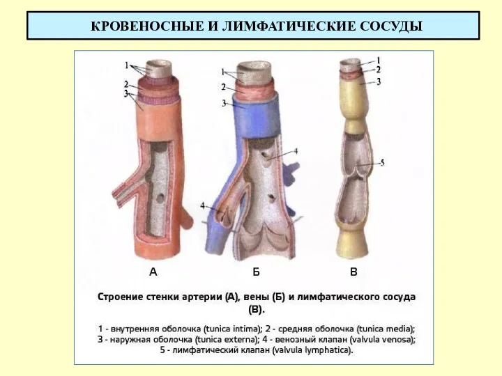 КРОВЕНОСНЫЕ И ЛИМФАТИЧЕСКИЕ СОСУДЫ