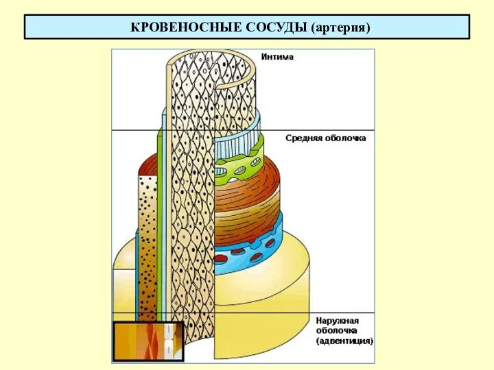 КРОВЕНОСНЫЕ СОСУДЫ (артерия)