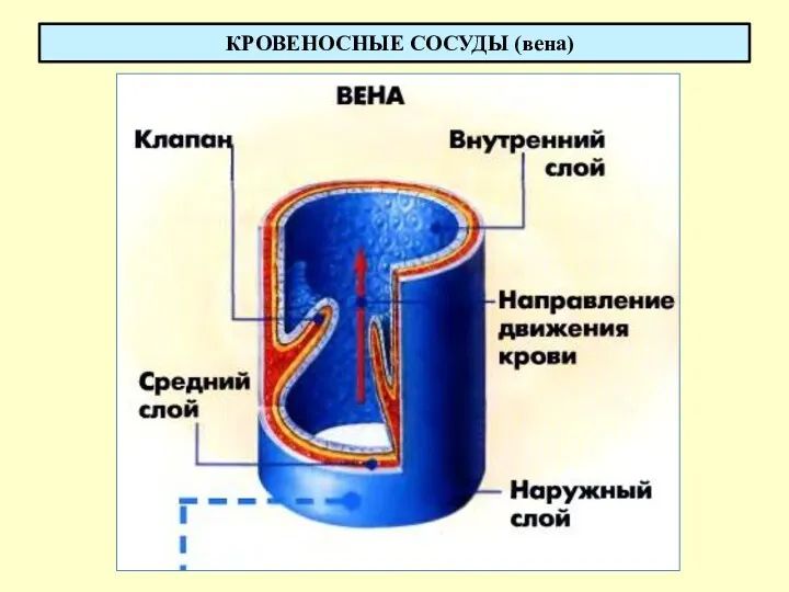 КРОВЕНОСНЫЕ СОСУДЫ (вена)