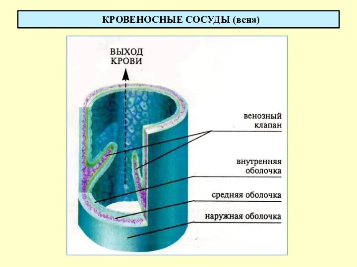 КРОВЕНОСНЫЕ СОСУДЫ (вена)