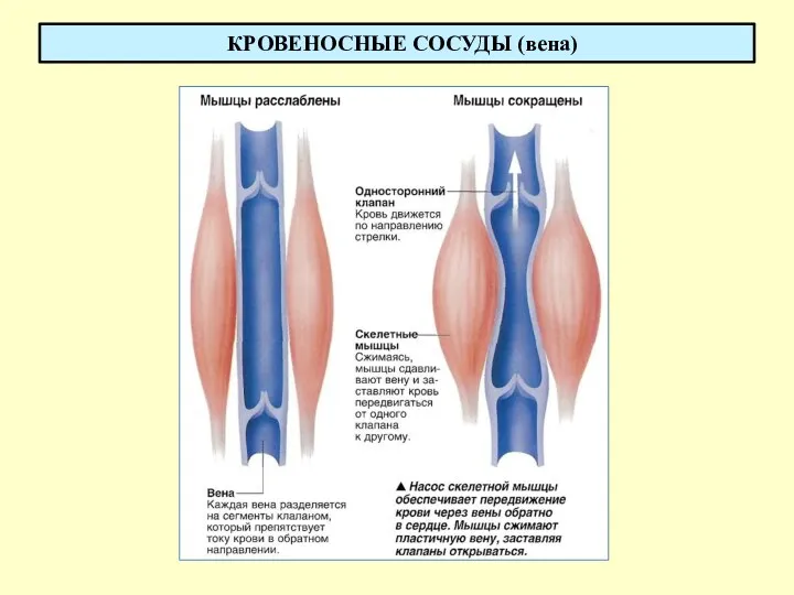 КРОВЕНОСНЫЕ СОСУДЫ (вена)