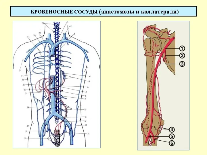 КРОВЕНОСНЫЕ СОСУДЫ (анастомозы и коллатерали)