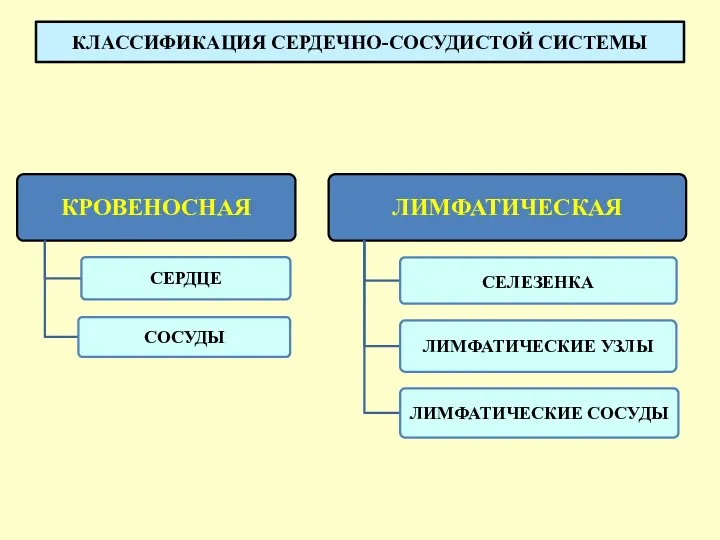 КЛАССИФИКАЦИЯ СЕРДЕЧНО-СОСУДИСТОЙ СИСТЕМЫ