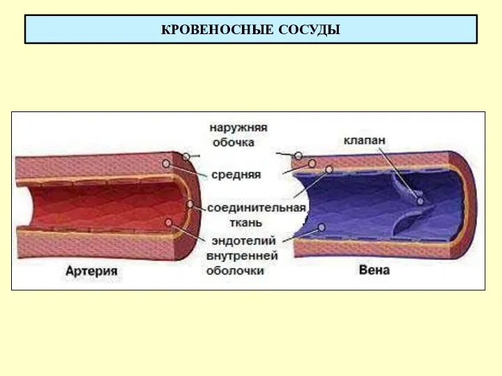 КРОВЕНОСНЫЕ СОСУДЫ