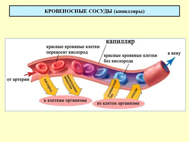 КРОВЕНОСНЫЕ СОСУДЫ (капилляры)