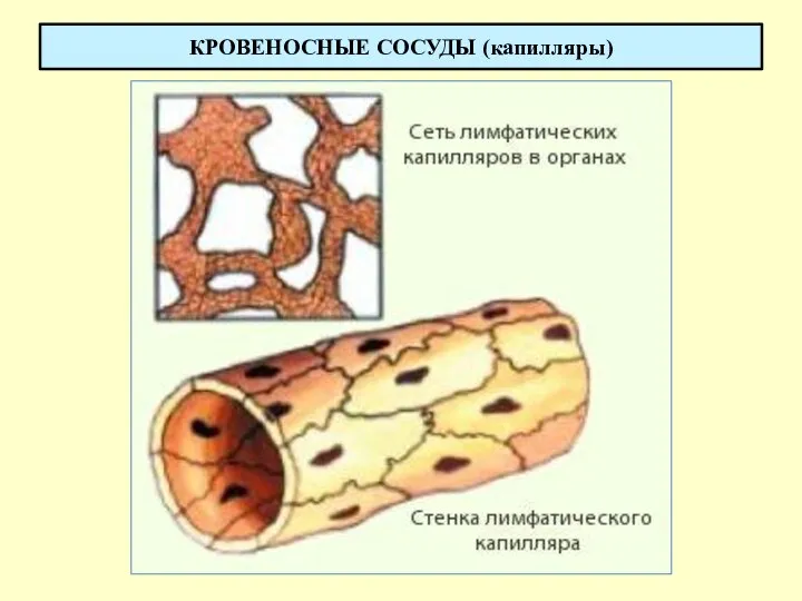 КРОВЕНОСНЫЕ СОСУДЫ (капилляры)