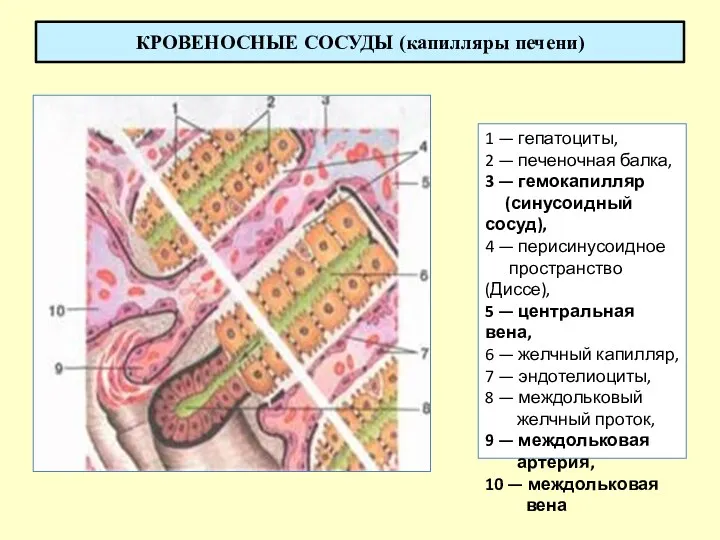 КРОВЕНОСНЫЕ СОСУДЫ (капилляры печени) 1 — гепатоциты, 2 — печеночная