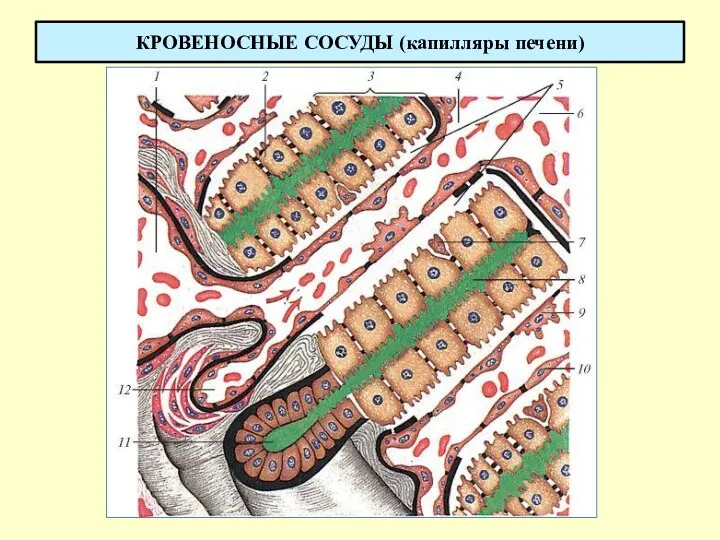 КРОВЕНОСНЫЕ СОСУДЫ (капилляры печени)