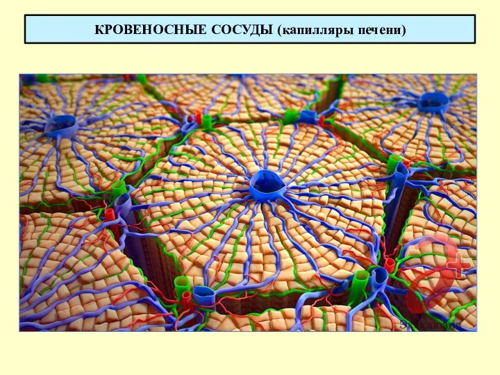 КРОВЕНОСНЫЕ СОСУДЫ (капилляры печени)