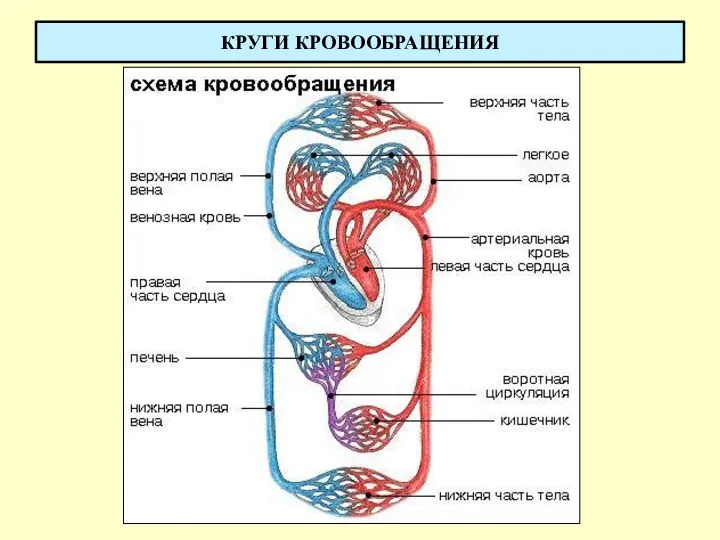 КРУГИ КРОВООБРАЩЕНИЯ