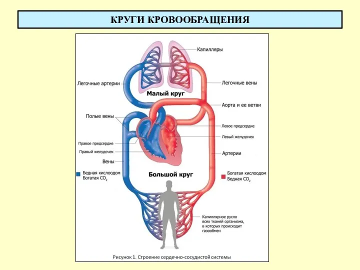 КРУГИ КРОВООБРАЩЕНИЯ