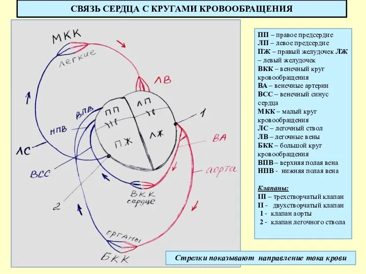 СВЯЗЬ СЕРДЦА С КРУГАМИ КРОВООБРАЩЕНИЯ ПП – правое предсердие ЛП