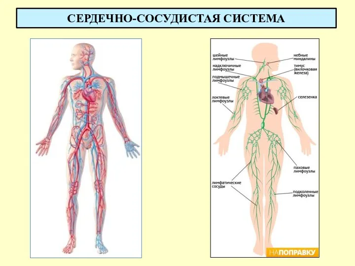 СЕРДЕЧНО-СОСУДИСТАЯ СИСТЕМА