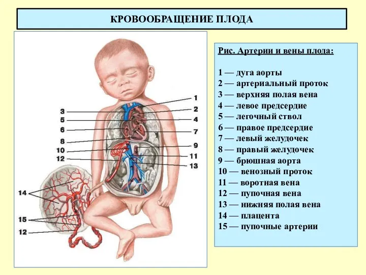 КРОВООБРАЩЕНИЕ ПЛОДА Рис. Артерии и вены плода: 1 — дуга