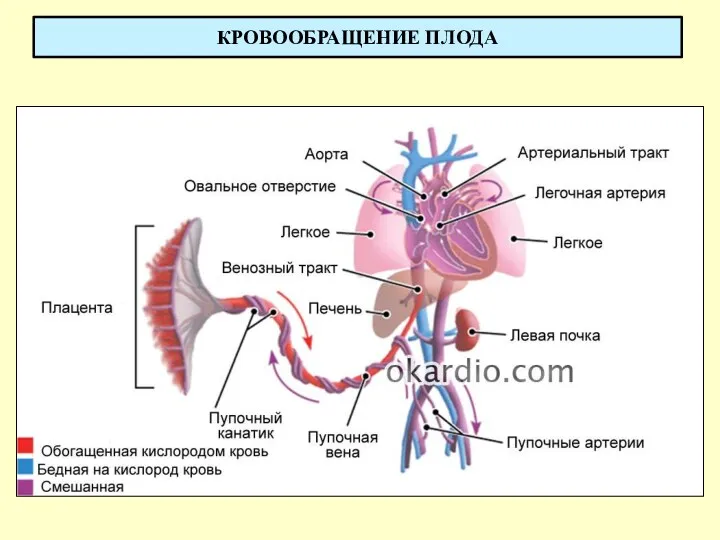 КРОВООБРАЩЕНИЕ ПЛОДА