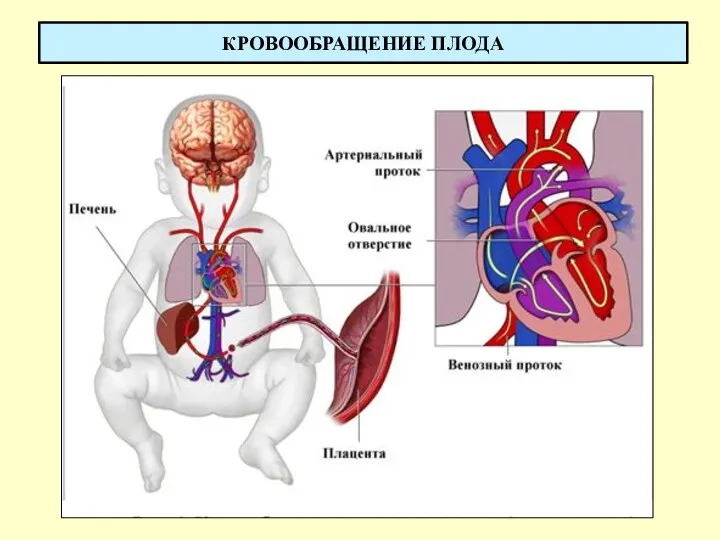 КРОВООБРАЩЕНИЕ ПЛОДА