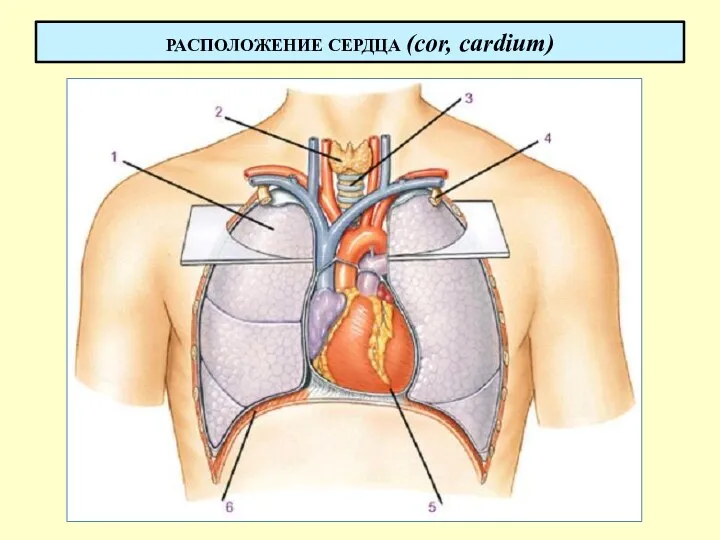 РАСПОЛОЖЕНИЕ СЕРДЦА (cor, cardium)