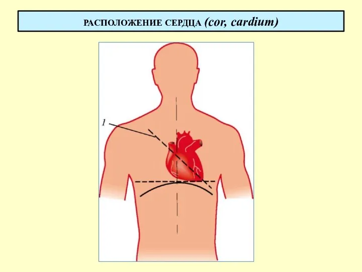 РАСПОЛОЖЕНИЕ СЕРДЦА (cor, cardium)