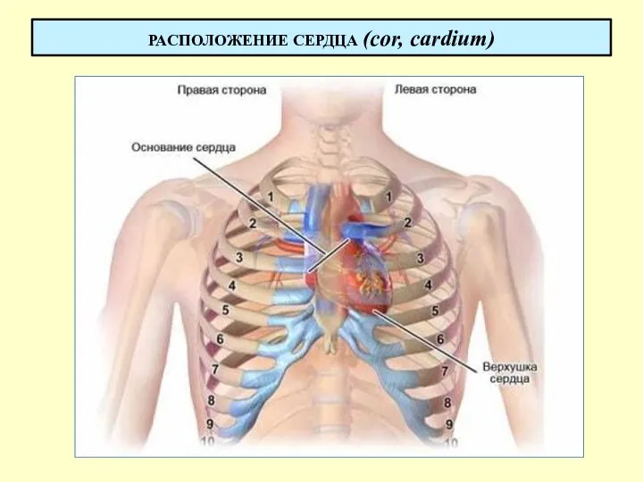 РАСПОЛОЖЕНИЕ СЕРДЦА (cor, cardium)