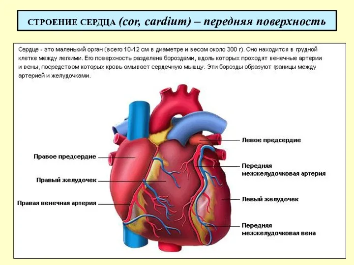 СТРОЕНИЕ СЕРДЦА (cor, cardium) – передняя поверхность