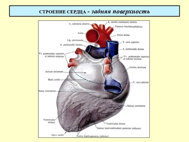 СТРОЕНИЕ СЕРДЦА - задняя поверхность