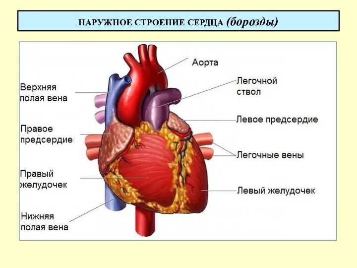 НАРУЖНОЕ СТРОЕНИЕ СЕРДЦА (борозды)