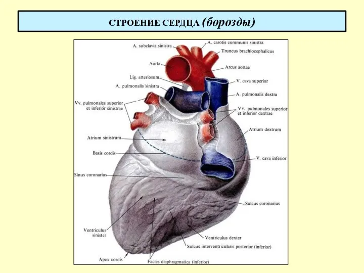 СТРОЕНИЕ СЕРДЦА (борозды)