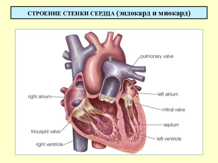 СТРОЕНИЕ СТЕНКИ СЕРДЦА (эндокард и миокард)