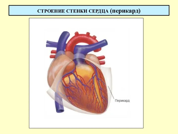 СТРОЕНИЕ СТЕНКИ СЕРДЦА (перикард)