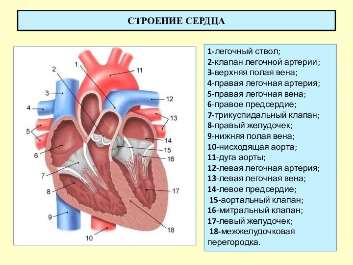 СТРОЕНИЕ СЕРДЦА 1-легочный ствол; 2-клапан легочной артерии; 3-верхняя полая вена;